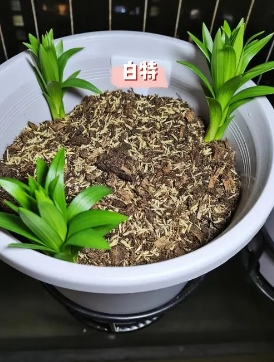 百合花的养殖技巧有哪些？出芽了怎么种？