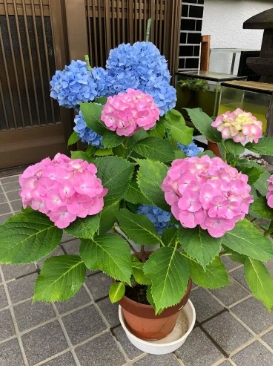 养殖绣球花的方法有哪些？盆栽室内怎么种？