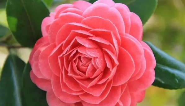 茶花的养护技巧有哪些？怎么修剪与管理？