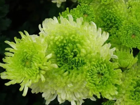 菊花怎么种植和管理？几月份播种合适？