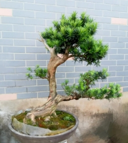 罗汉松盆景制作方法有哪些？新手造型有什么技巧？