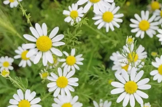 雏菊花的花语是什么？它有什么寓意？