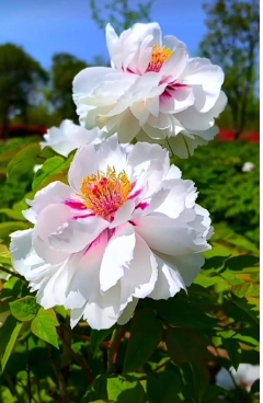 牡丹花不开花是什么原因？新手种植方法和技巧有哪些？