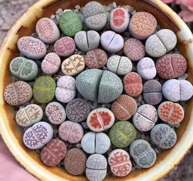 石生花怎么养殖和管理？爆盆需要什么技巧？