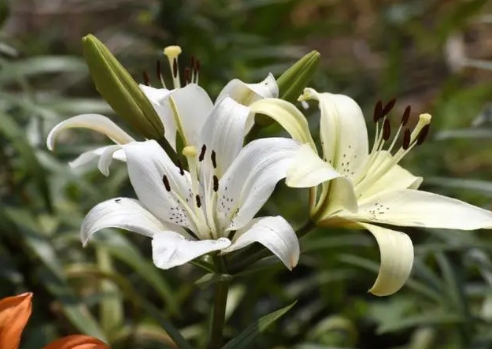 百合花的水养方法是什么？怎么才能开的久？