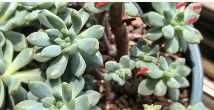 多肉一碰就掉叶子是怎么回事？怎么解决？