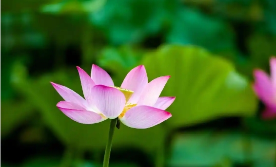 荷花的开放时间和特点是什么？