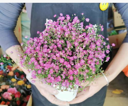 满天星一年四季都开花吗？花期长吗？