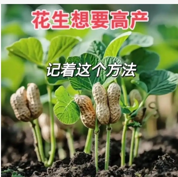 如何让花生快速发芽？方法是什么？