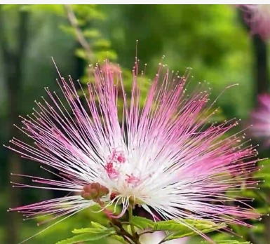 合欢花什么时候开花?花期多长？