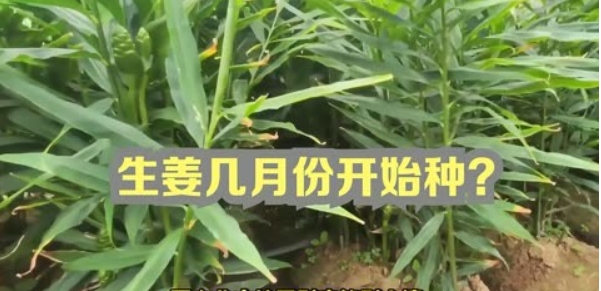 姜的种植方法和注意事项是什么？