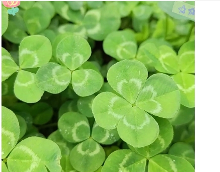 三叶草花语与寓意是什么？