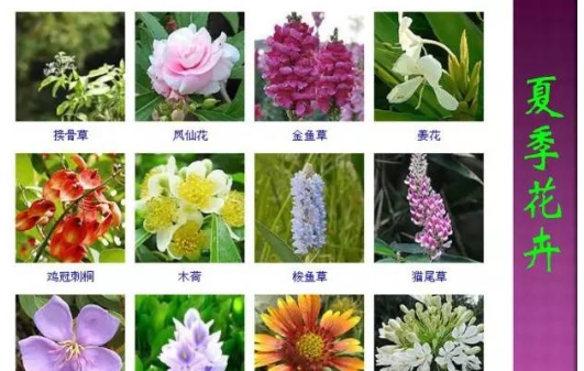 世上最好听的花的名字有哪些？