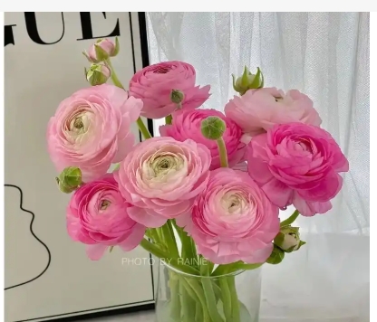 洋牡丹花语象征和寓意是什么？