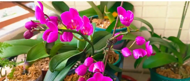 蝴蝶兰花几点开花？怎么养？