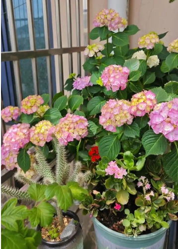 绣球花适合放在室内吗？有毒吗？