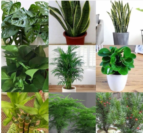 净化空气的室内盆栽植物有哪些？