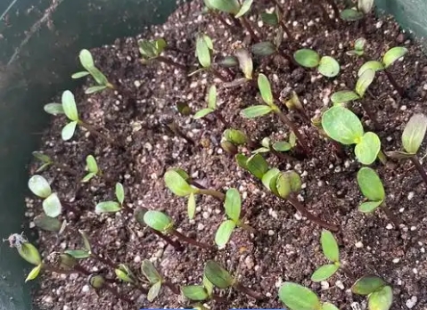 葵花籽怎么种尖朝上还是朝下？如何正确播种？