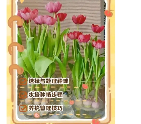 郁金香可以养在室内吗？如何正确养殖？