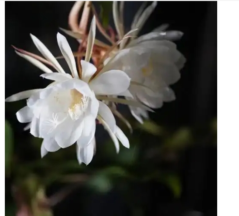 昙花多久开一次花？多久凋谢？