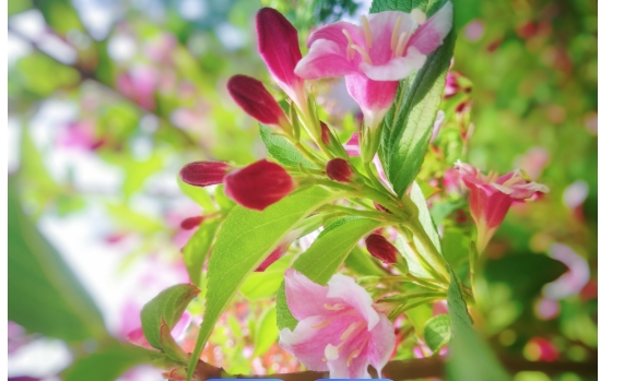 锦带花一年开几次花？花期是多久？