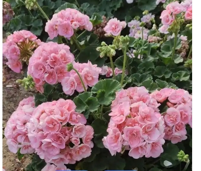 四季花有哪些品种？它们各有哪些寓意？