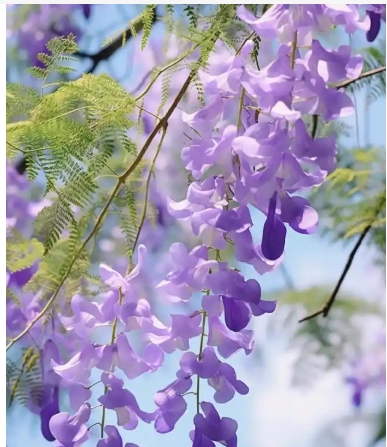 蓝楹花花语是什么意思？