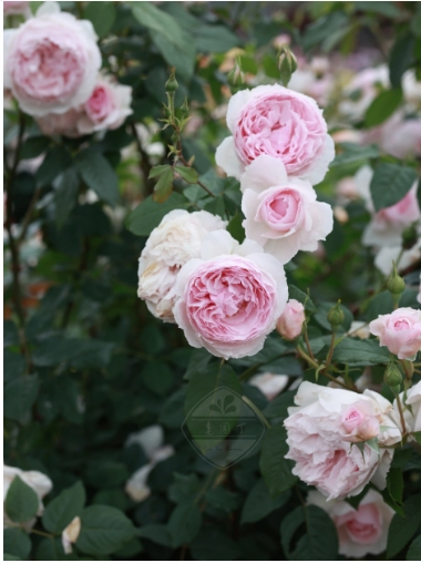 月季花一年开几次花？