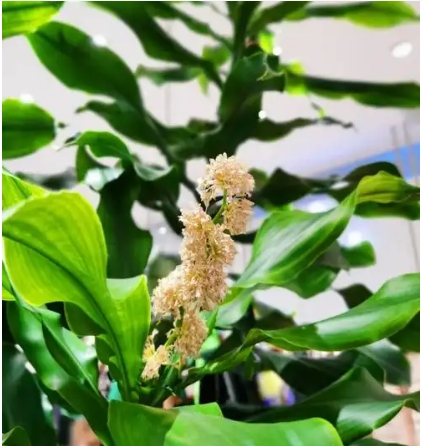 巴西铁树开花有什么寓意？