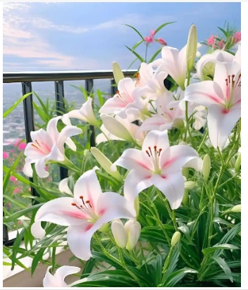 百合花有毒吗适合在室内养吗？