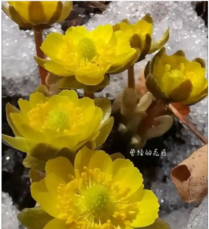 冰凌花的花语和寓意传说是什么？