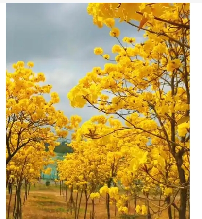 黄花风铃木花语是什么？