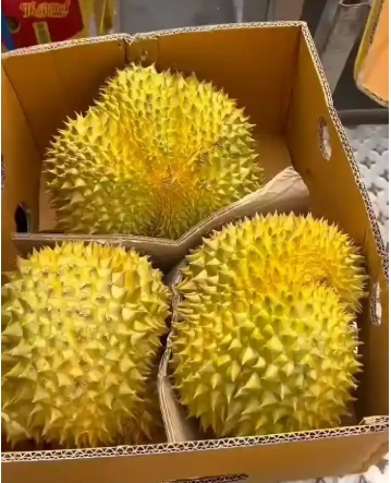 榴莲几年成熟一次？
