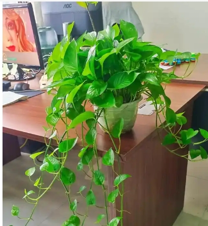 绿萝有毒性是真的吗？放客厅有什么禁忌？