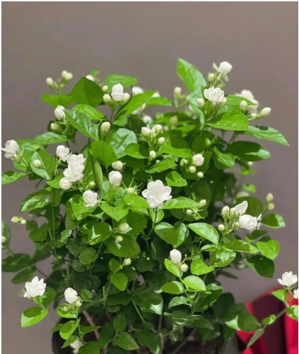 茉莉花能放卧室养吗？对睡眠有好处吗？