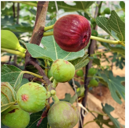 无花果的花在哪里？