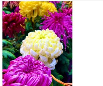 菊花什么时候开放和凋谢？