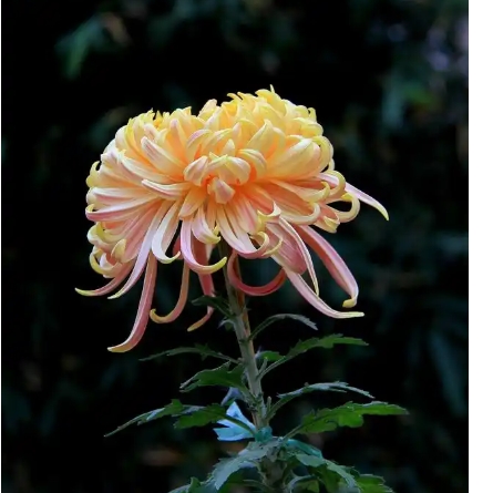 菊花在什么季节开放？有哪些品种？