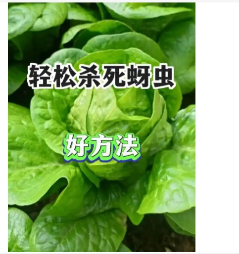 蚜虫怎么清除最有效?