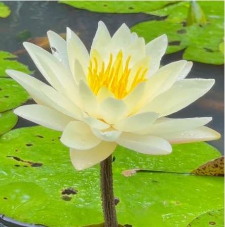 莲花代表什么象征意义是什么？