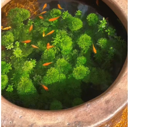 鱼缸里养什么植物可以净化水质？