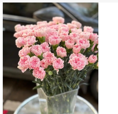 康乃馨花语和寓意是什么？