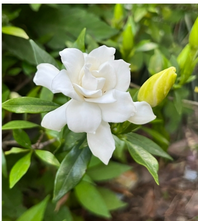栀子花叶子蔫了软了怎么补救？