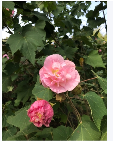 芙蓉花怎么扦插活得快？几天能生根？