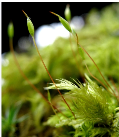 高等植物和低等植物区别是什么？