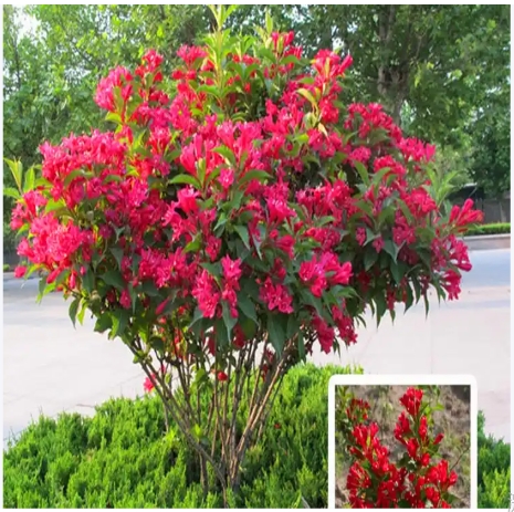 红王子锦带一年开几次花？花期多长？