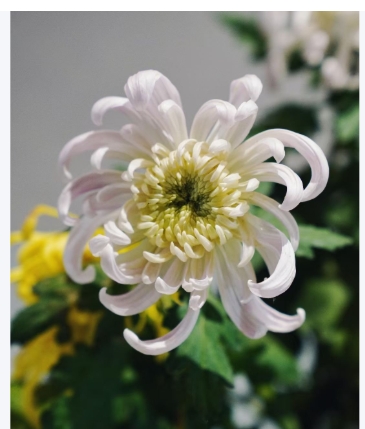 菊花什么季节开放？