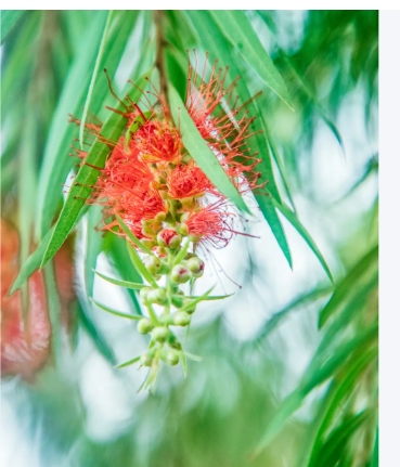 柳树开花吗？是什么颜色？