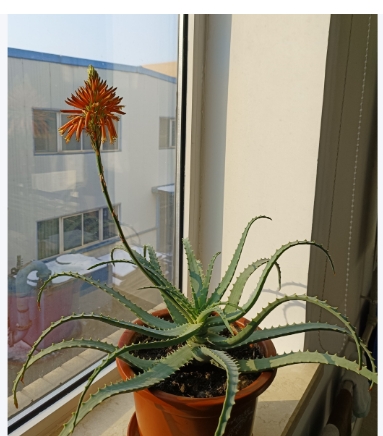 芦荟开花对家里好吗？有什么兆头？