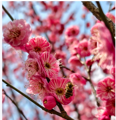梅花什么时候开花？能开多久？